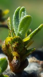 Attēlu rezultāti vaicājumam “Hippophae rhamnoides female flower”