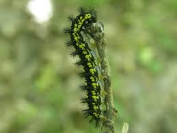 Attēlu rezultāti vaicājumam “Euphydryas maturna larva”