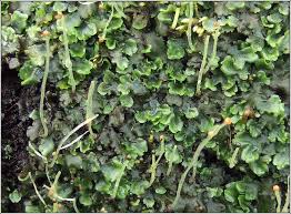 Attēlu rezultāti vaicājumam “Pellia epiphylla sporophyte”