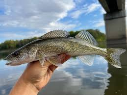 Image result for Sander vitreus