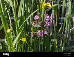 Image result for Lychnis flos-cuculi