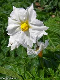 Attēlu rezultāti vaicājumam “Solanum tuberosum flower”