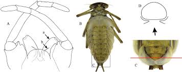 Attēlu rezultāti vaicājumam “Ephemeroptera larvae”