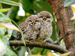 Attēlu rezultāti vaicājumam “Strigiformes”