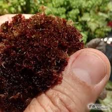 Attēlu rezultāti vaicājumam “Sphagnum platyphyllum”