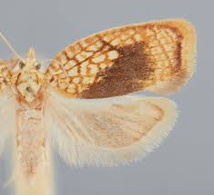 Attēlu rezultāti vaicājumam “Acleris forsskaleana”