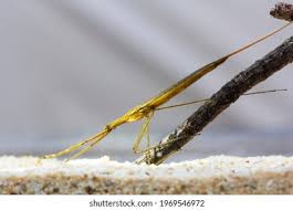 Attēlu rezultāti vaicājumam “Ranatra linearis”