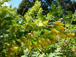 Attēlu rezultāti vaicājumam “Caragana arborescens flower”