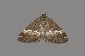 Attēlu rezultāti vaicājumam “Perizoma affinitata”