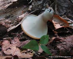 Attēlu rezultāti vaicājumam “Polyporus badius”