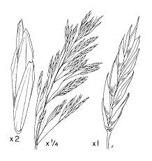 Attēlu rezultāti vaicājumam “Bromopsis inermis fruit”