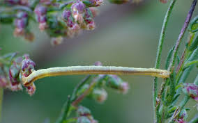 Attēlu rezultāti vaicājumam “Eupithecia subumbrata”