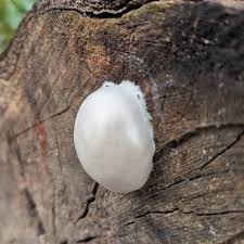 Attēlu rezultāti vaicājumam “Reticularia lycoperdon young”