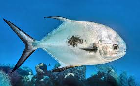 Image result for Trachinotus carolinus