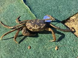 Image result for Eriocheir sinensis