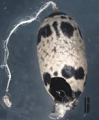 Attēlu rezultāti vaicājumam “Ichneumonidae cocoon”