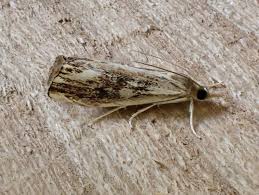 Attēlu rezultāti vaicājumam “Catoptria verellus”