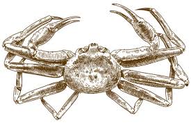 Image result for Chionoecetes opilio