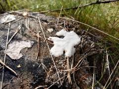 Attēlu rezultāti vaicājumam “Stemonitis marjana”