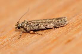 Attēlu rezultāti vaicājumam “Depressaria olerella”