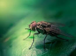 Attēlu rezultāti vaicājumam “Muscidae”