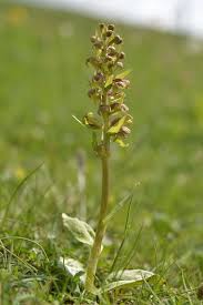 Attēlu rezultāti vaicājumam “Coeloglossum viride leaf”