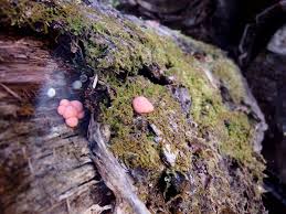 Attēlu rezultāti vaicājumam “Lycogala cf. fossiculatum young”