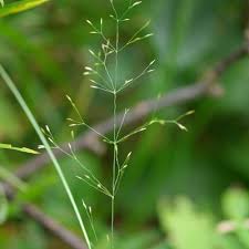Attēlu rezultāti vaicājumam “Agrostis canina leaf”