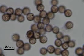 Attēlu rezultāti vaicājumam “Craterium leucocephalum spores”
