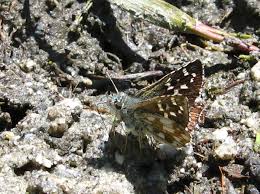 Attēlu rezultāti vaicājumam “Pyrgus serratulae”