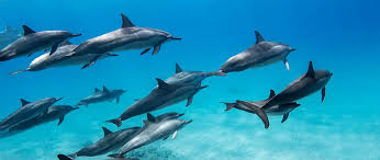 Image result for Durley Dolphin Diver