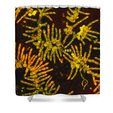 Attēlu rezultāti vaicājumam “Trentepohlia sp.”