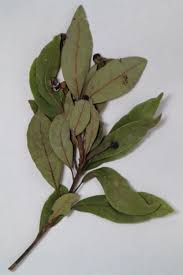 Attēlu rezultāti vaicājumam “Oenothera rubricauli leaf”