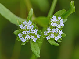 Attēlu rezultāti vaicājumam “Valerianaceae”