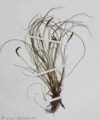 Attēlu rezultāti vaicājumam “Carex pulicaris”