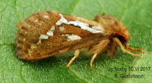 Attēlu rezultāti vaicājumam “Hepialus lupulinus”