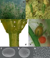 Attēlu rezultāti vaicājumam “Chara globularis”