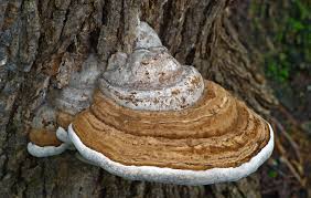 Attēlu rezultāti vaicājumam “Ganoderma applanatum”