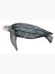 Image result for Dermochelys coriacea