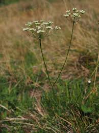 Image result for Pimpinella saxifraga