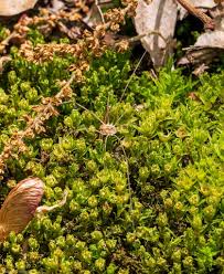 Attēlu rezultāti vaicājumam “Tortella tortuosa”