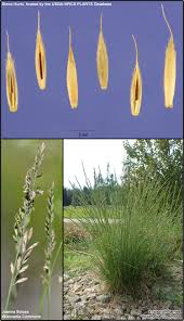 Attēlu rezultāti vaicājumam “Festuca ovina flower”