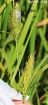 Attēlu rezultāti vaicājumam “Carex atherodes”