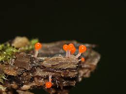 Attēlu rezultāti vaicājumam “Hemitrichia decipiens”