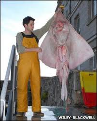 Image result for Dipturus batis