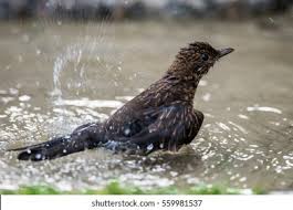 Attēlu rezultāti vaicājumam “Turdus merula juvenile”