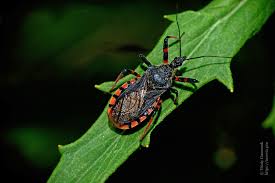Attēlu rezultāti vaicājumam “Rhynocoris annulatus”