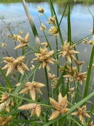 Attēlu rezultāti vaicājumam “Bolboschoenus maritimus”