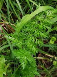 Attēlu rezultāti vaicājumam “Carum carvi leaf”