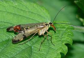 Attēlu rezultāti vaicājumam “Panorpa communis”